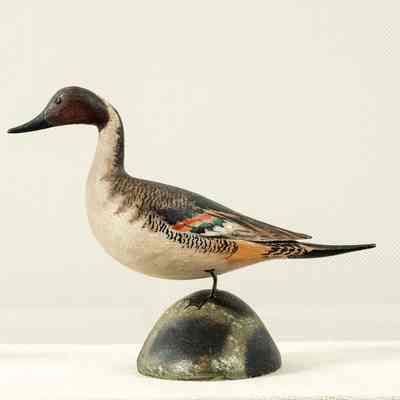 Untitled [Pintail Drake]
