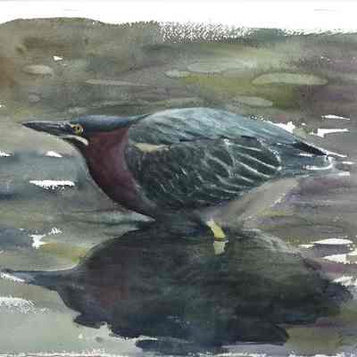 Green Heron, '95