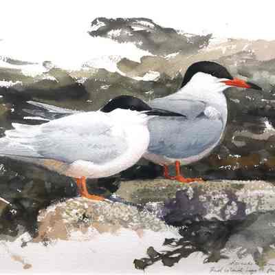 Roseate and Common Terns, Bird Island, June '95