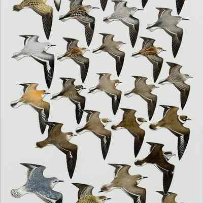 Untitled [Flying Waders: Sandpipers and Plovers]