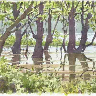 Floodplain Forest at Brewster's Woods