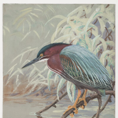 Untitled [Green Heron]