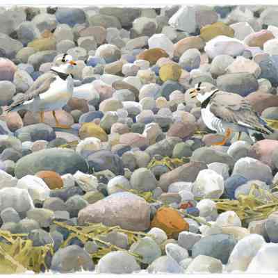 Border Warning [Piping Plovers]