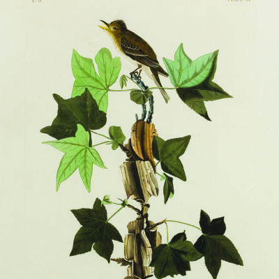 Traill's Flycatcher