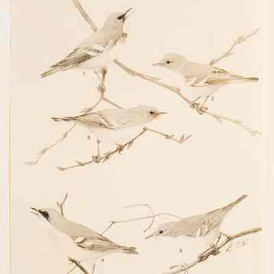 Parula Warbler, Sennett's Warbler