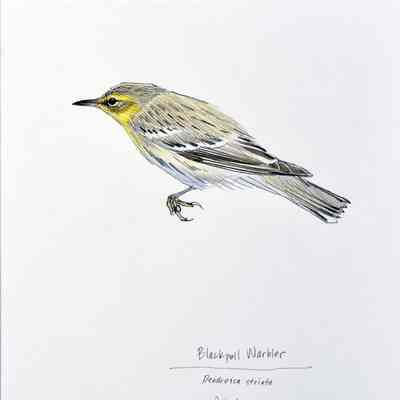 Blackpoll Warbler, Dendroica striata, fall plumage
