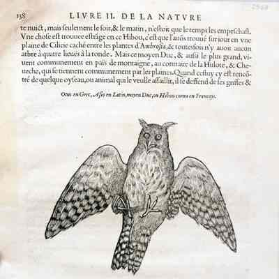Otus en Grec, Asio en Latin, moyen Duc, ou Hibou cornu en Francoys