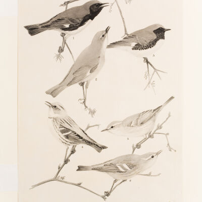 Black-throated Blue Warbler, Cerulean Warbler