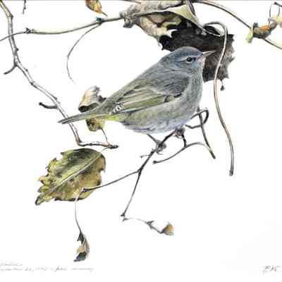 Orange-crowned Warbler