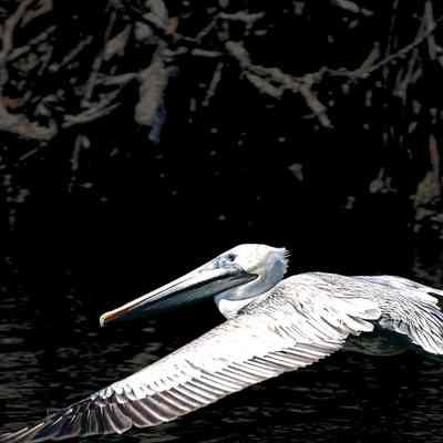 Sun Washed Brown Pelican