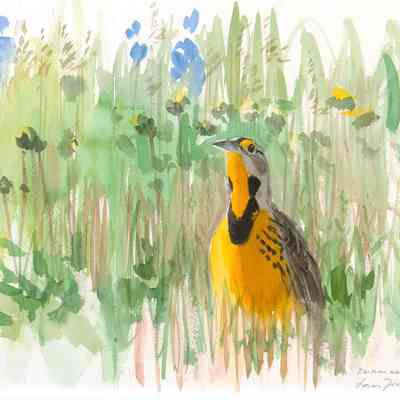 Eastern Meadowlark, May '95
