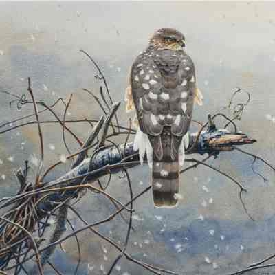 Sharp-shin Outside the Studio, January 1995