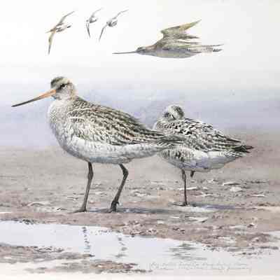 Bar-tailed Godwit & Black-bellied Plover (Synthesis: 1992 & 1970's birds): from memory