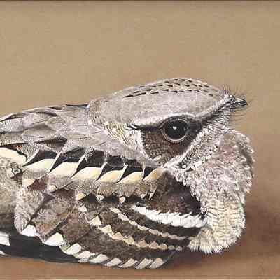 Untitled [Nightjar]