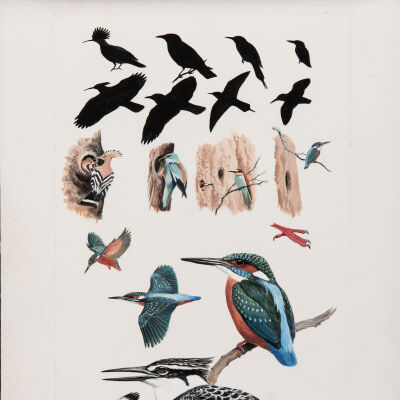 Kingfishers