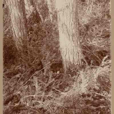 Nest of Black Duck on island in Lake Umbagog