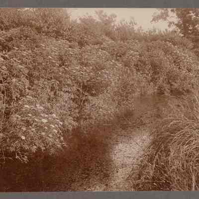 Alewife Brook, Cambridge, June 23, 1900