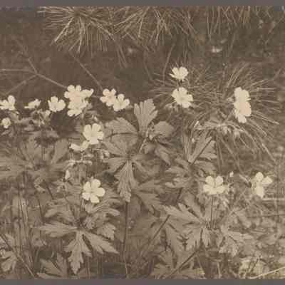 Wild geraniums, Balls Hill, Concord, Massachusetts