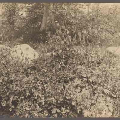 Columbines, October Farm, Concord, Massachusetts