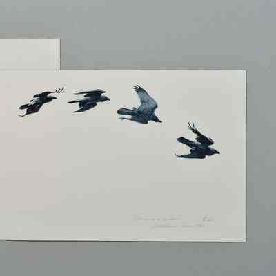 Raven on a Roll, Berkshires, June 1992