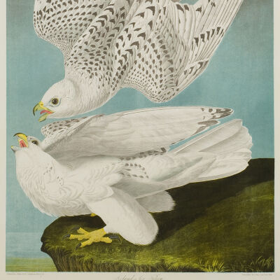 Iceland or Jer Falcon