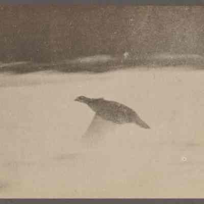 Sharp tail grouse released in the intent of the Massachusetts Protective Association