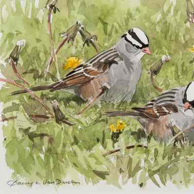 White-crowned Sparrow