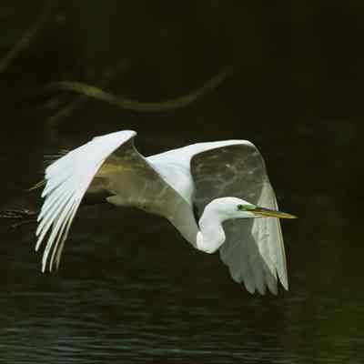 Water Reflection on Great Egret