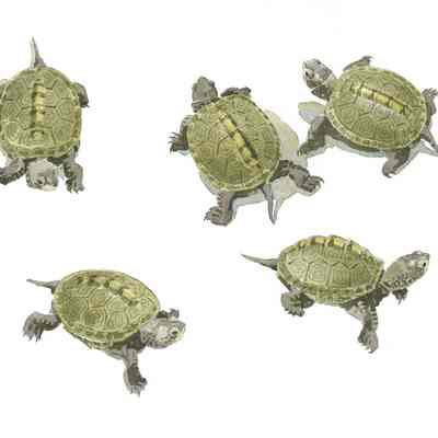 Diamondback Terrapin Hatchlings