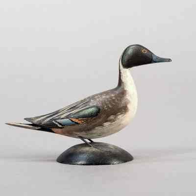 Male Pintail [Pintail Drake]