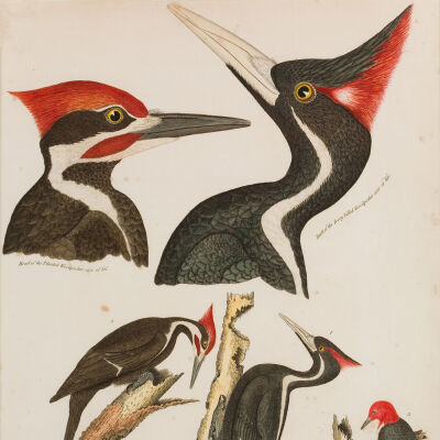 Ivory-billed Woodpecker. Pileated W. Red-headed W.
