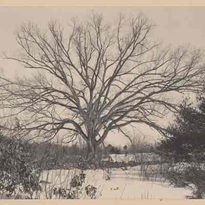 451 Elm at north end boulder field, Concord, Massachusetts