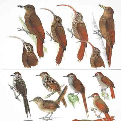 Untitled [Woodcreepers, Furnariids]