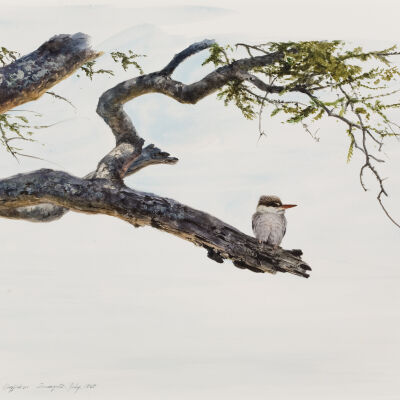 Striped Kingfisher - Serengeti. July 1969