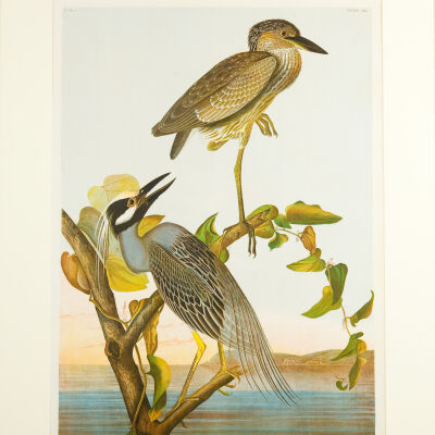 Yellow-crowned Night Heron