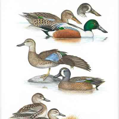 Untitled [Northern Shoveler, Blue-winged Teal, Garganey, Cinnamon Teal]