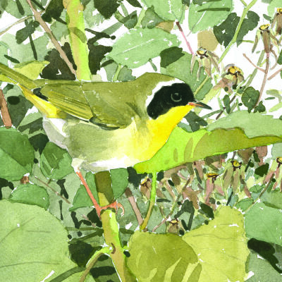 Yellowthroat