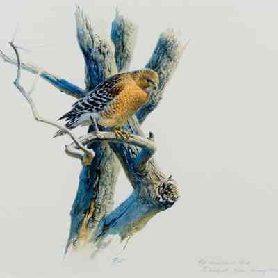 Red-shouldered Hawk, Westport, MA, Jan1991
