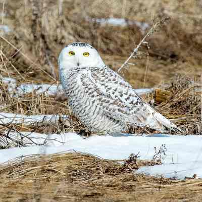 Saltmarsh Sitting Snowy