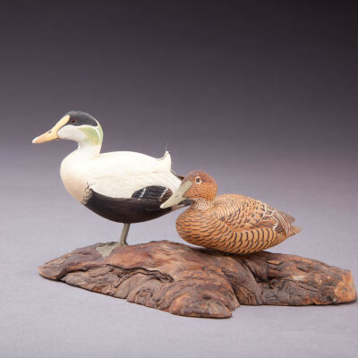 Untitled [Common Eider]