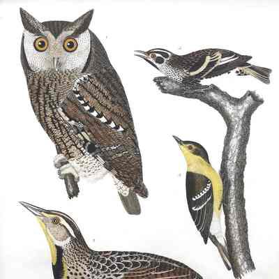 Mottled Owl, Meadow Lark, Black and white Creeper, Pine-creeping Warbler