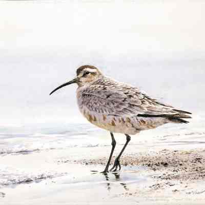 Curlew Sandpiper / North Monomoy August 1992 - from memory