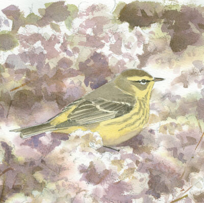 Palm Warbler in Ripe Goldenrod