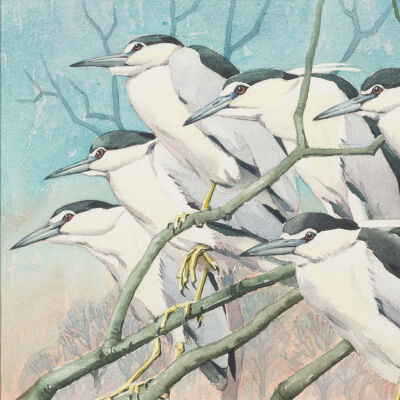 Untitled [Black-crowned Night-Herons]