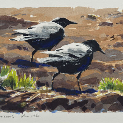 Crows, Concord, Ma, 1990