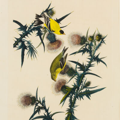 Yellow Bird or American Goldfinch