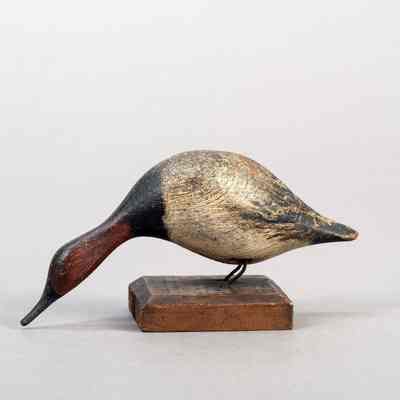 Untitled [Canvasback Drake]