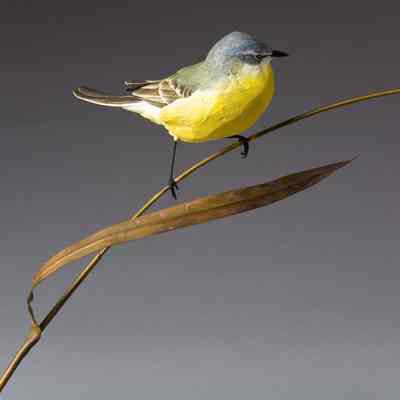Untitled [Blue-headed Wagtail]