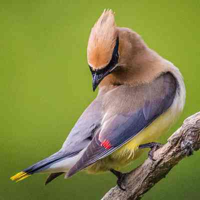 Preening Cedar Waxwing