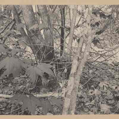 Partridge on nest, Lake Umbagog, May 20, 1896